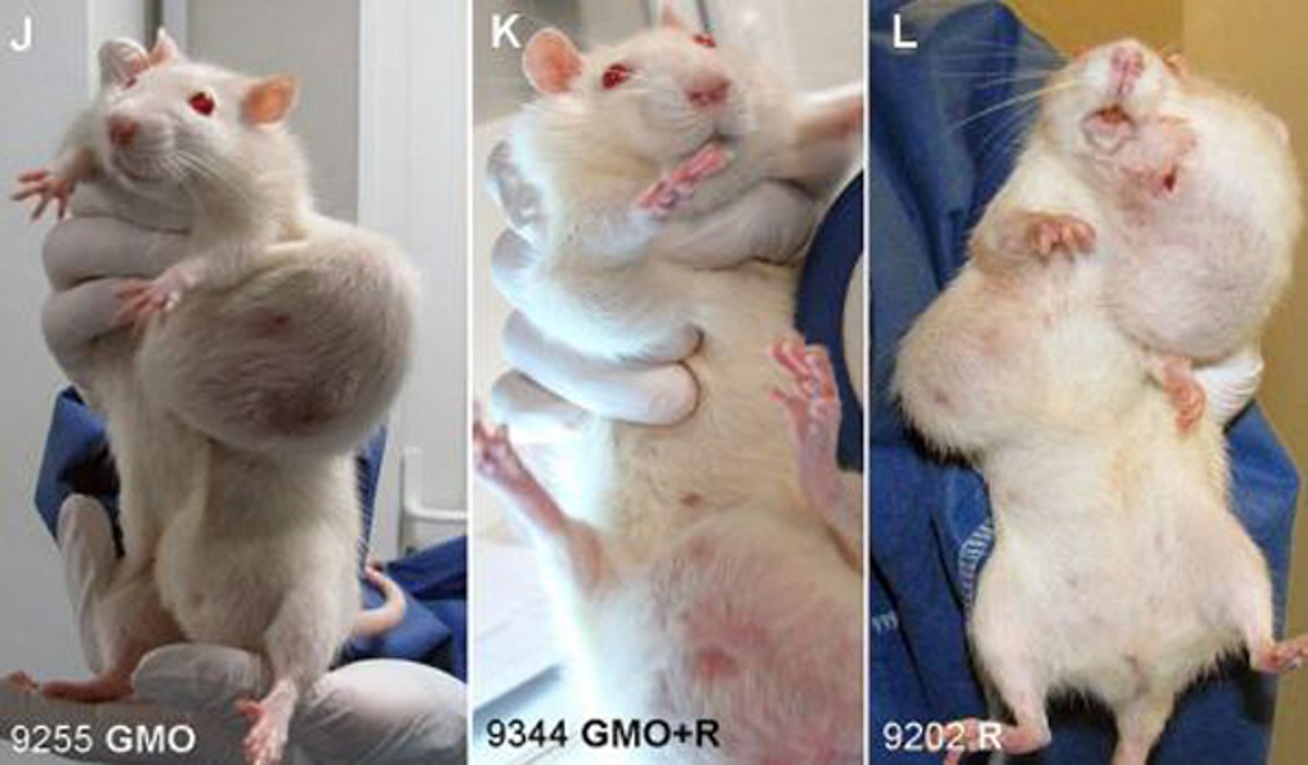Monsanto Rat Tumor GMO Cancer